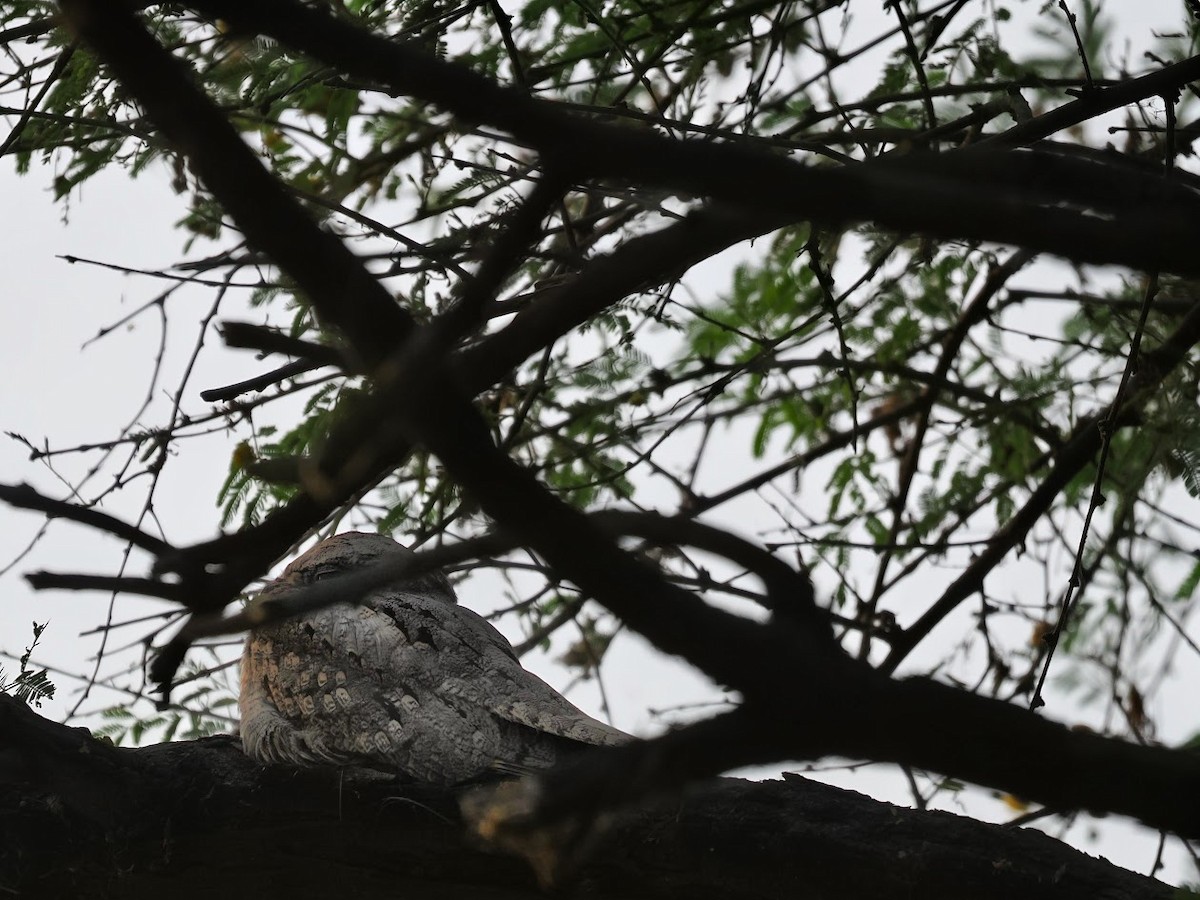 Engoulevent de jungle - ML646752093