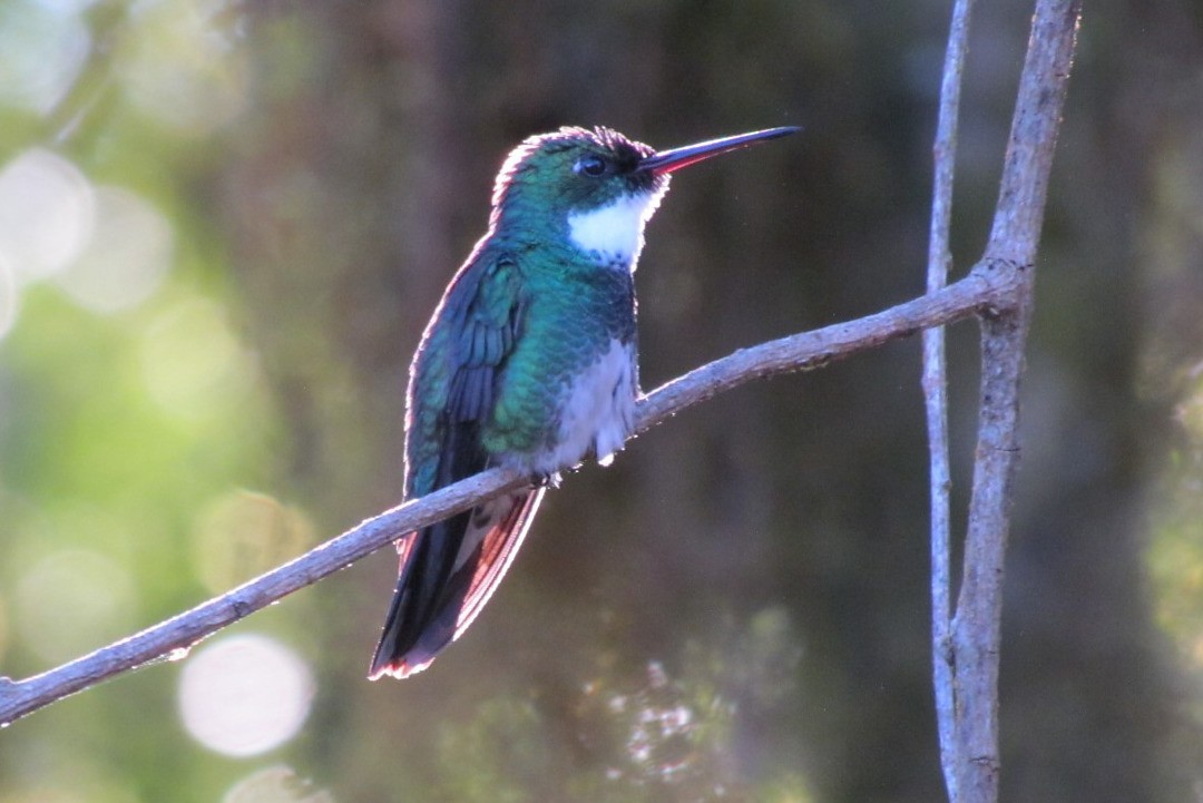 Colibri à gorge blanche - ML646752094
