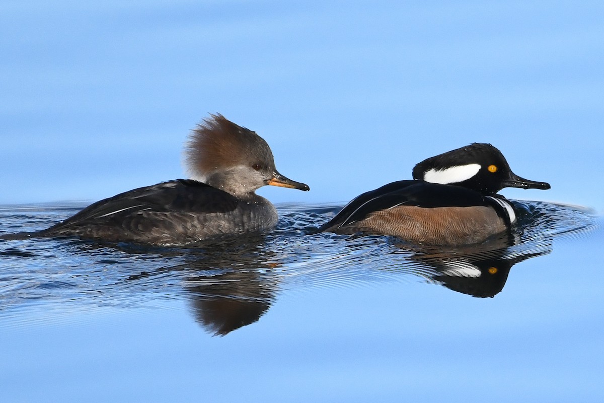 Harle couronné - ML646752095