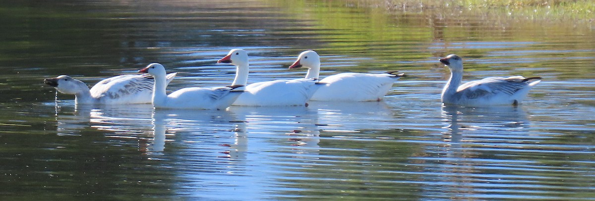 Oie de Ross - ML646752096