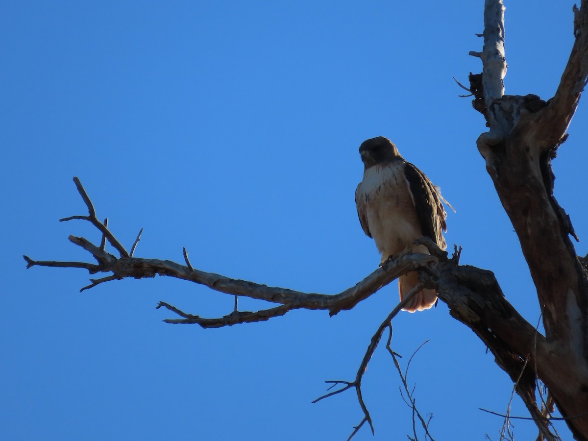 Канюк неоарктичний - ML646752097