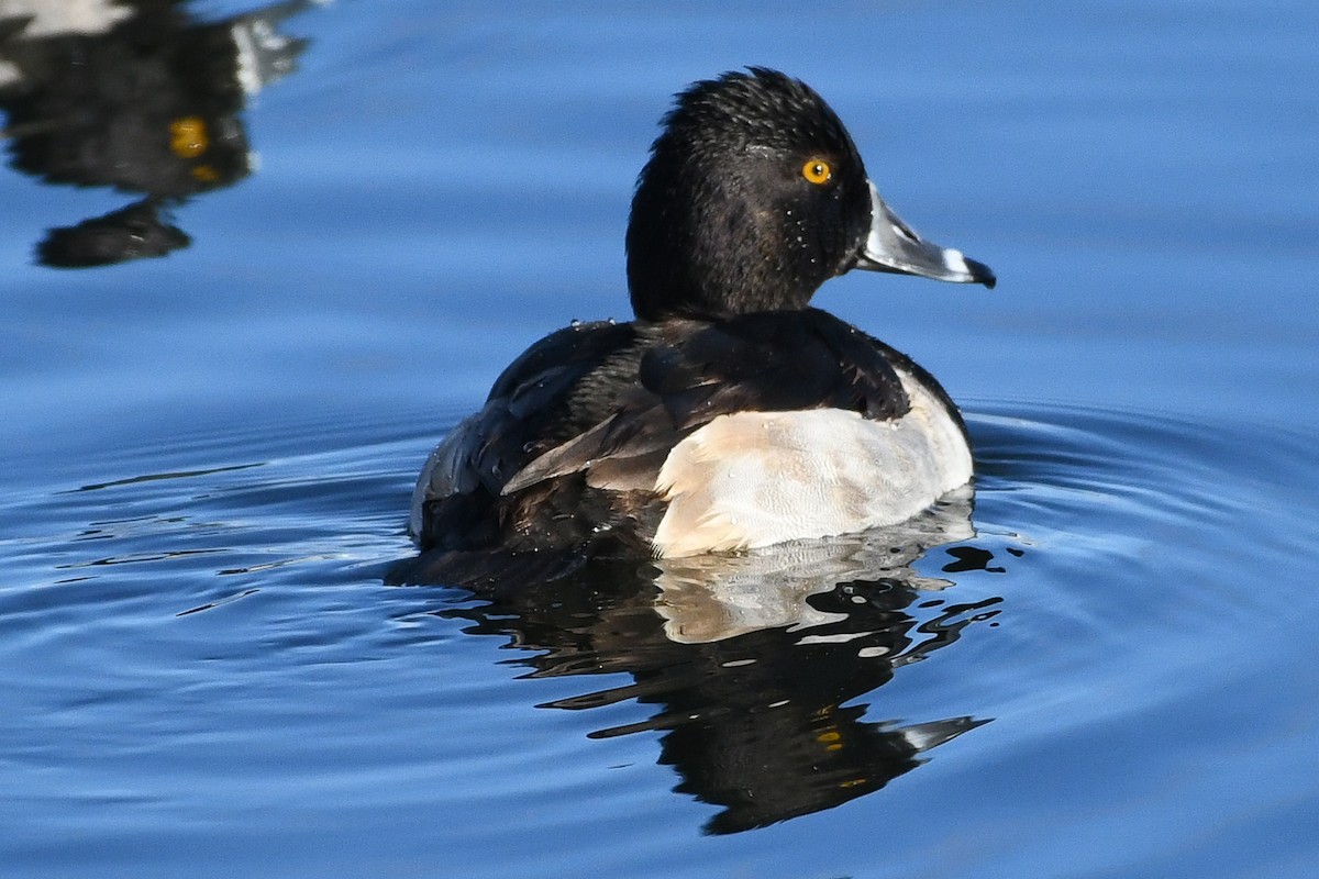 Fuligule à collier - ML646752098