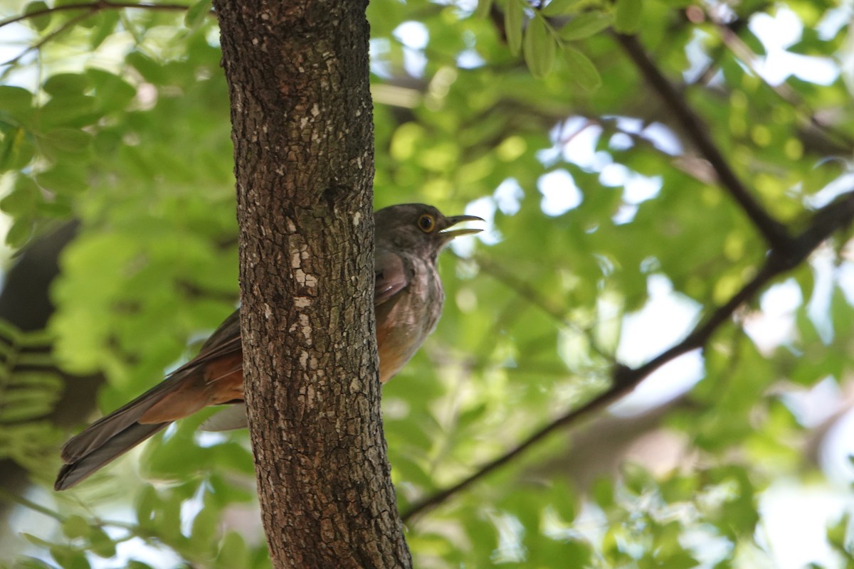 Rufous-bellied Thrush - ML646752099
