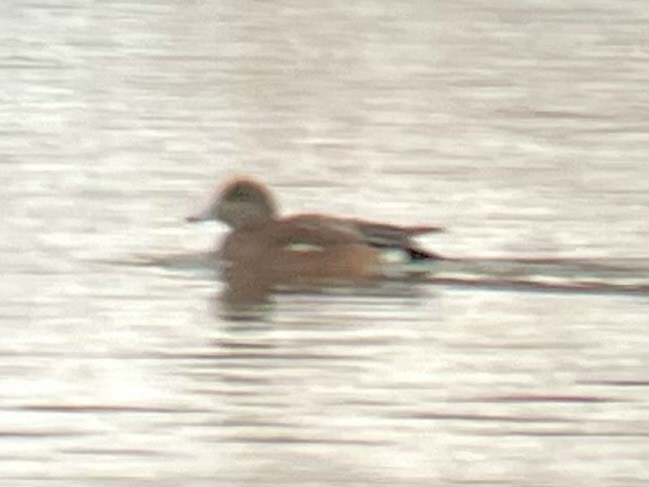 Canard d'Amérique - ML646752100