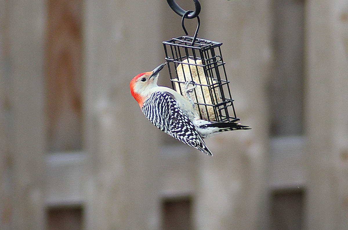 Red-bellied Woodpecker - ML646752103