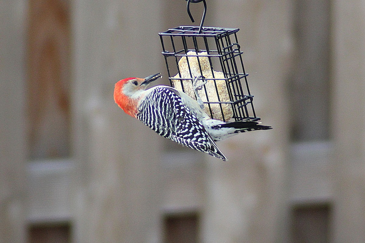 Red-bellied Woodpecker - ML646752104