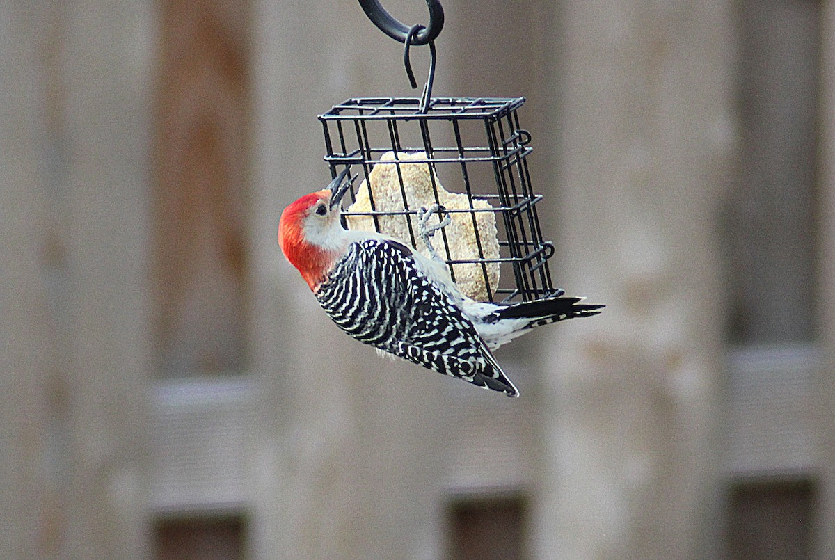 Red-bellied Woodpecker - ML646752105
