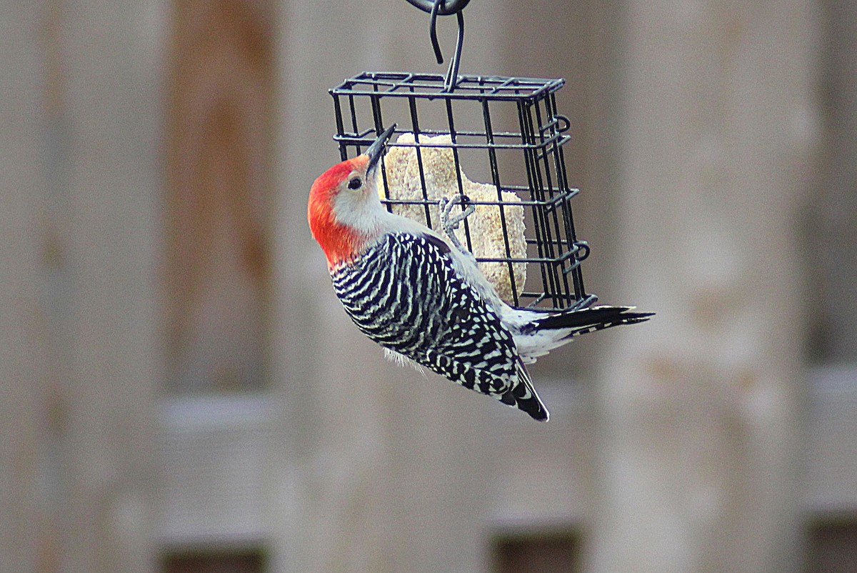 Red-bellied Woodpecker - ML646752106