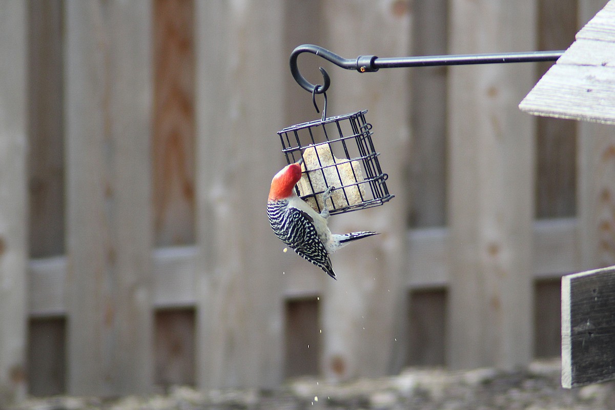 Red-bellied Woodpecker - ML646752108