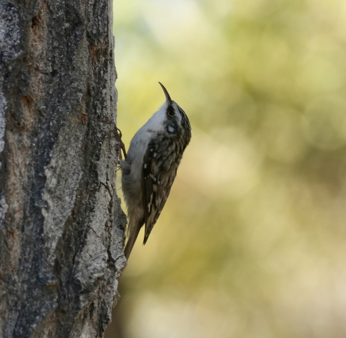 Brown Creeper - ML646752110