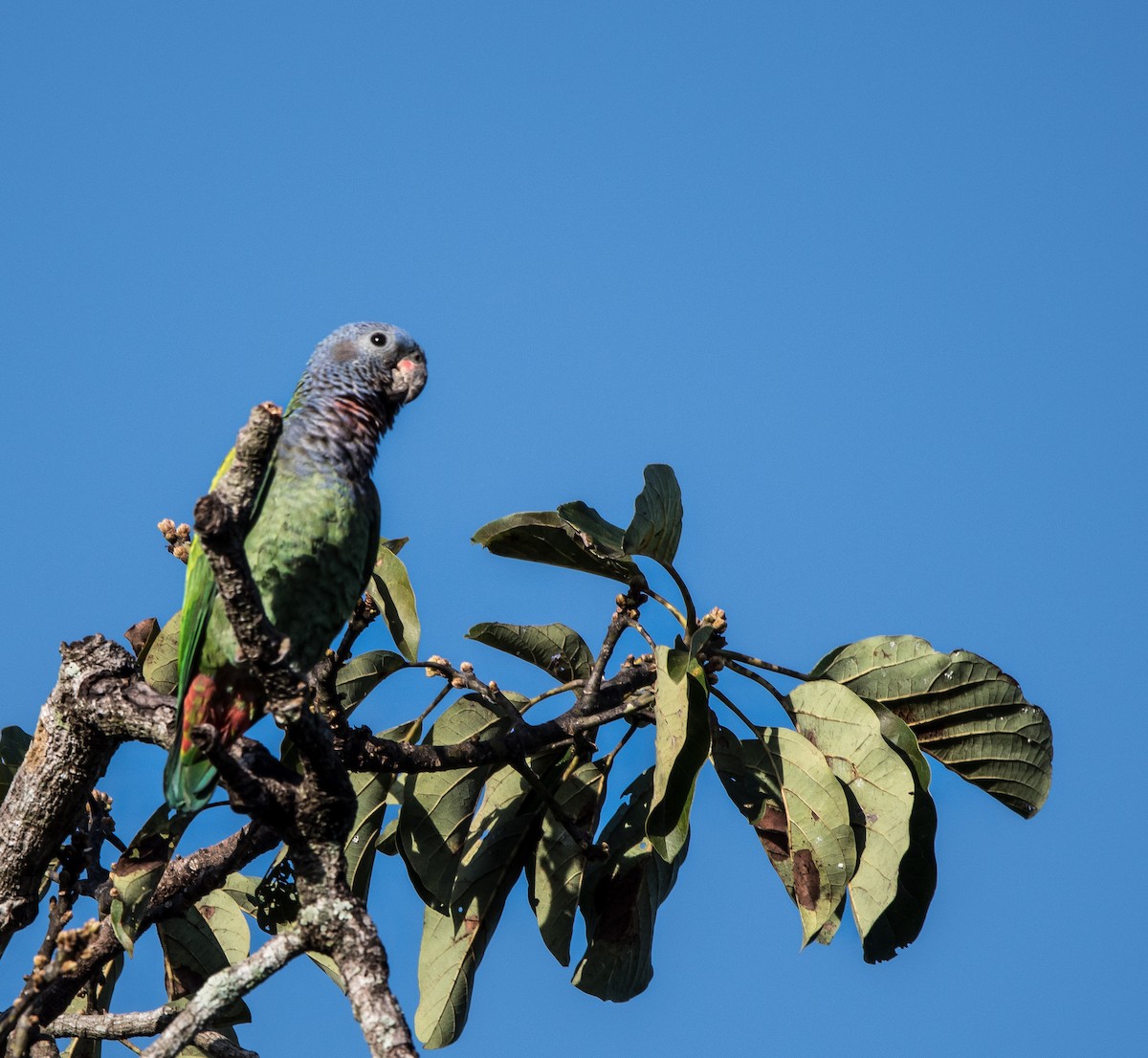 アケボノインコ - ML646752115