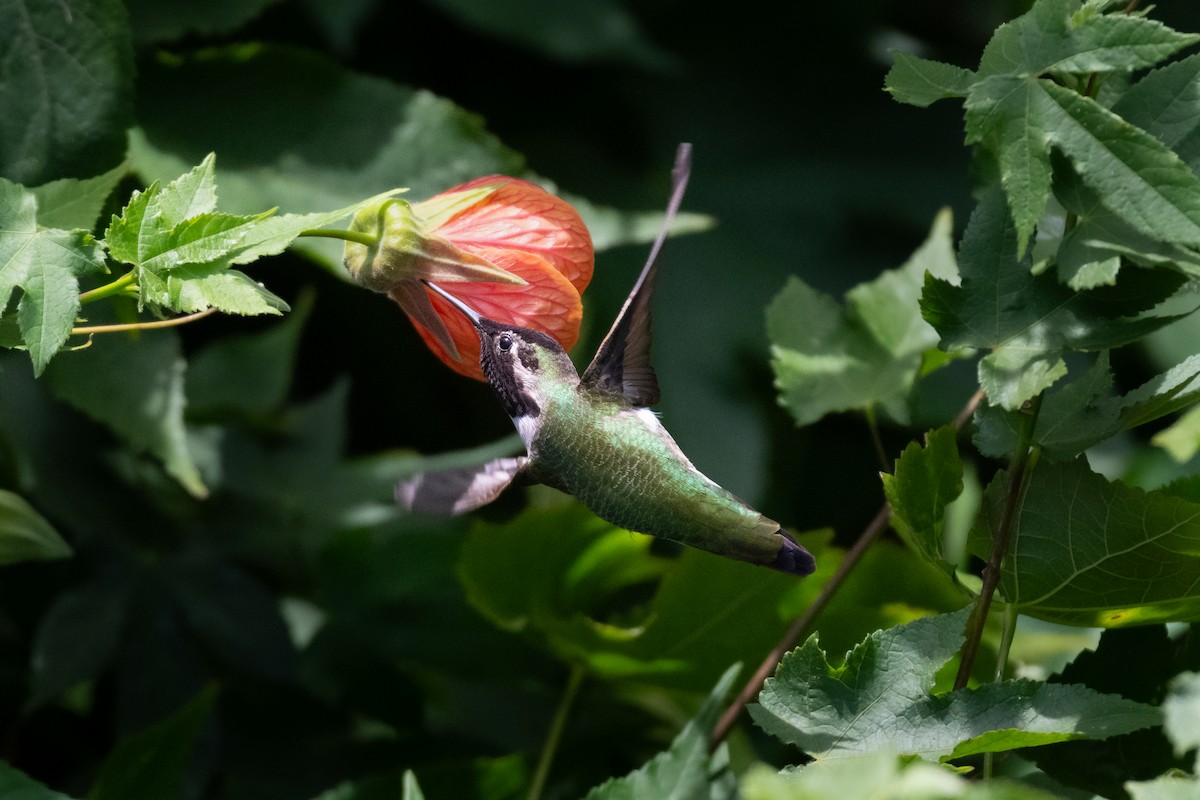Anna's Hummingbird - ML646752118