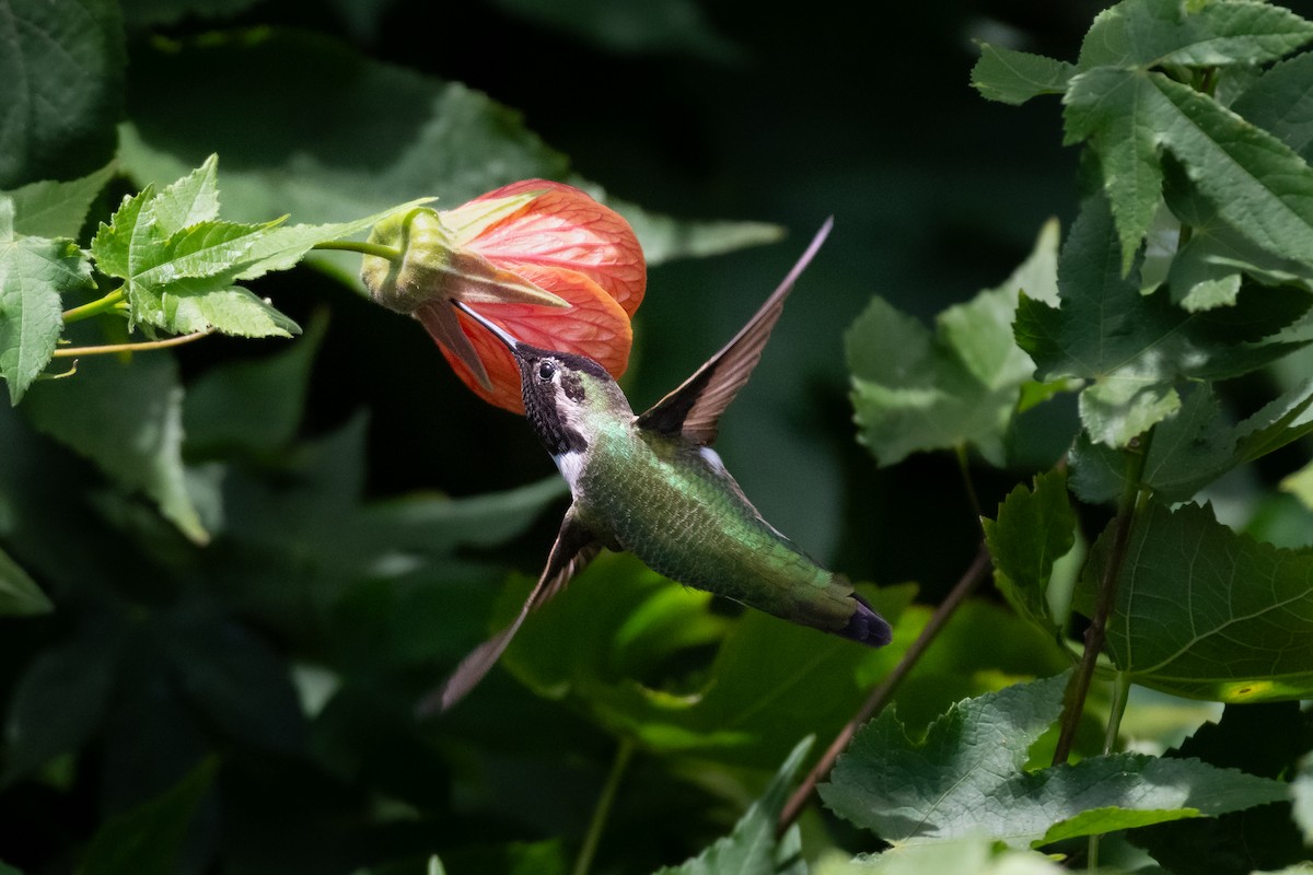 Anna's Hummingbird - ML646752119