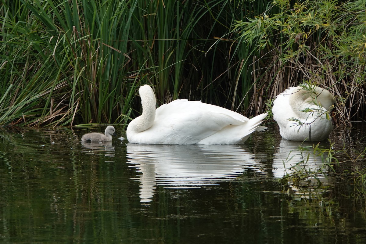 Хуруут хун - ML646752120