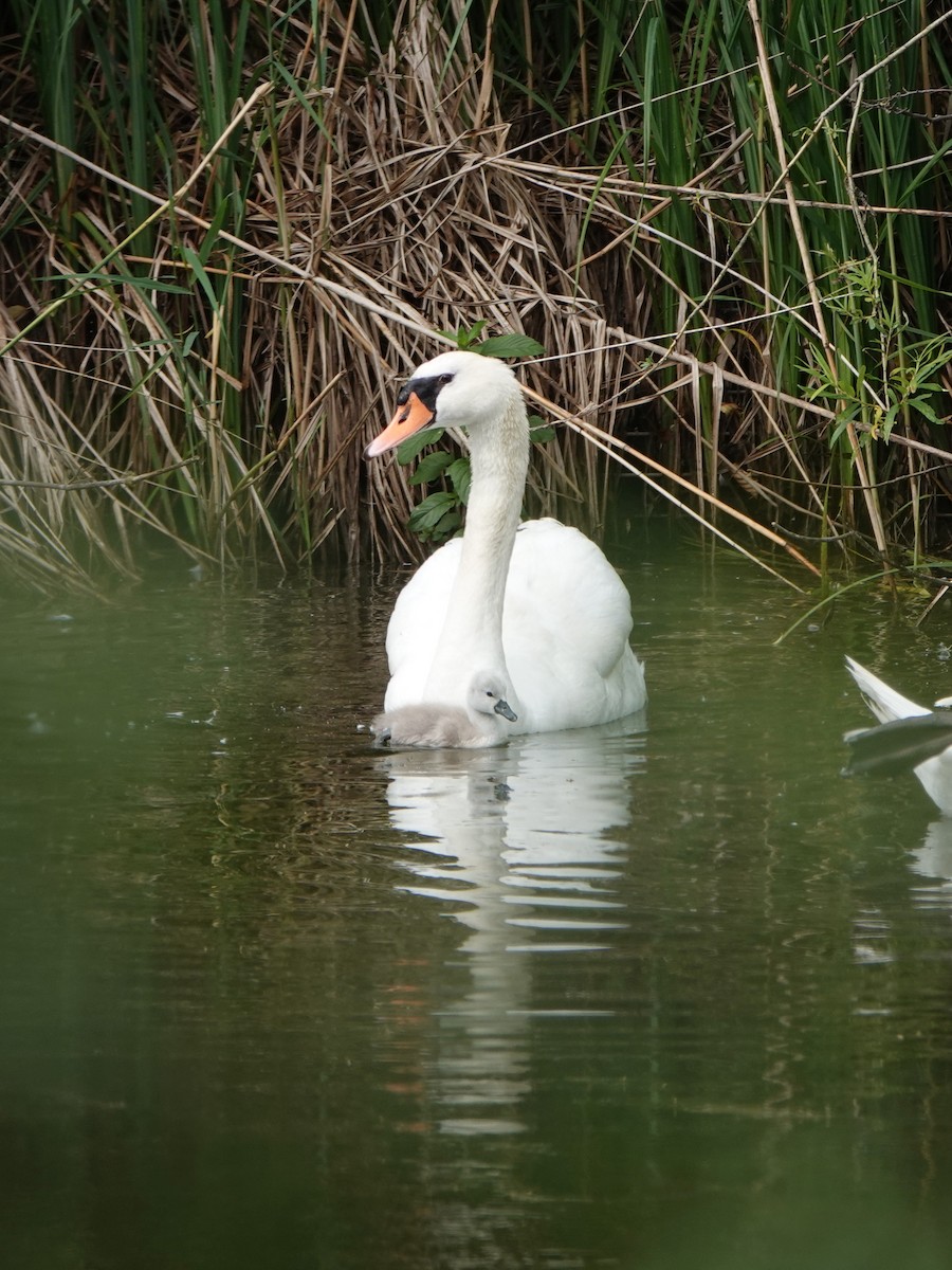 Хуруут хун - ML646752121