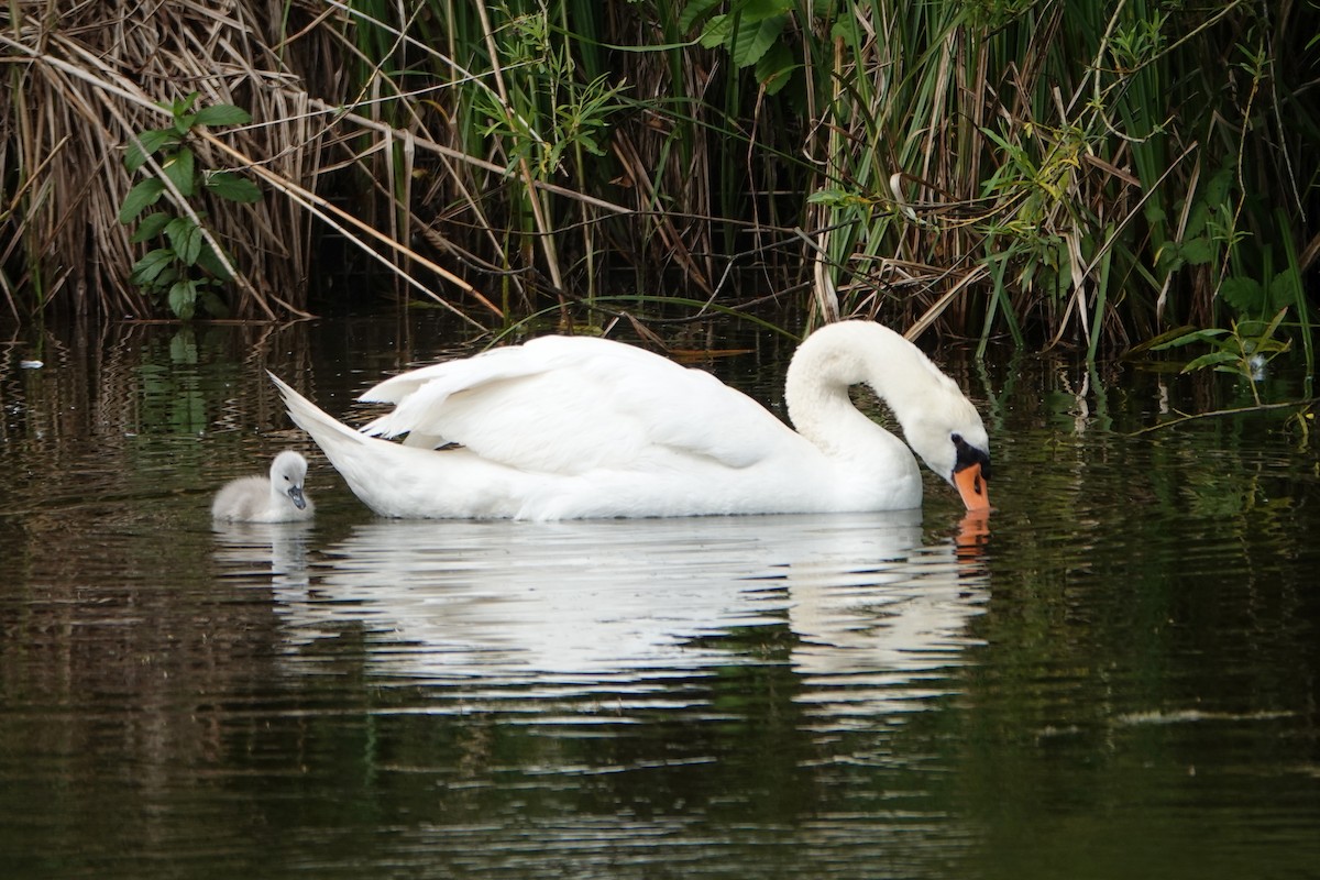 Хуруут хун - ML646752124