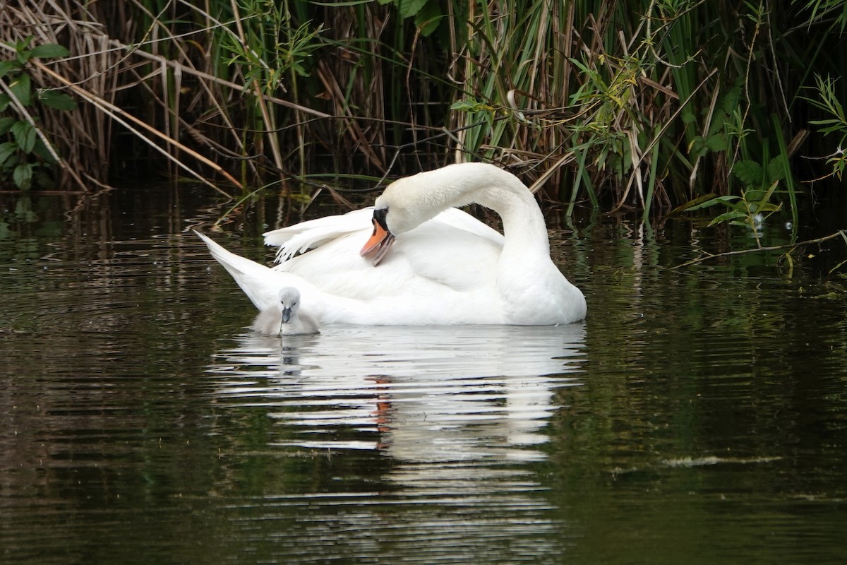 Хуруут хун - ML646752125