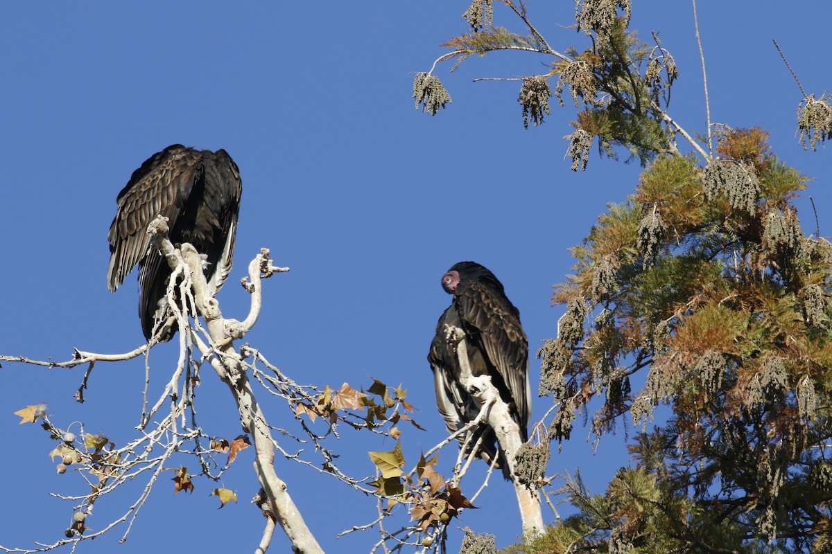 Urubu à tête rouge - ML646752127