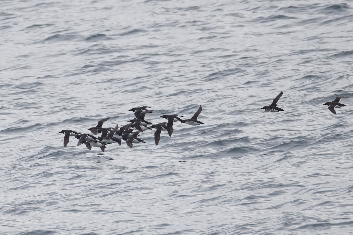 Толстоклювая кайра - ML646752133