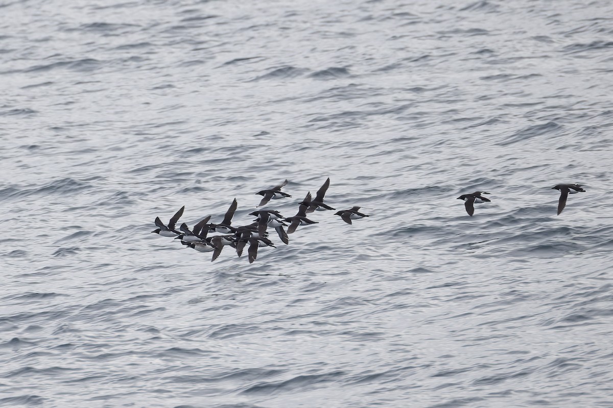 Толстоклювая кайра - ML646752134