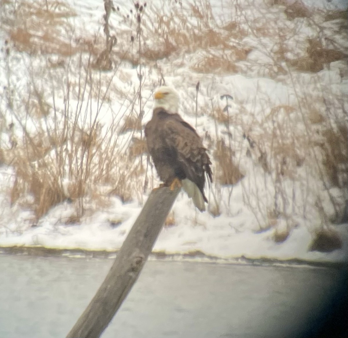 Bald Eagle - ML646752135
