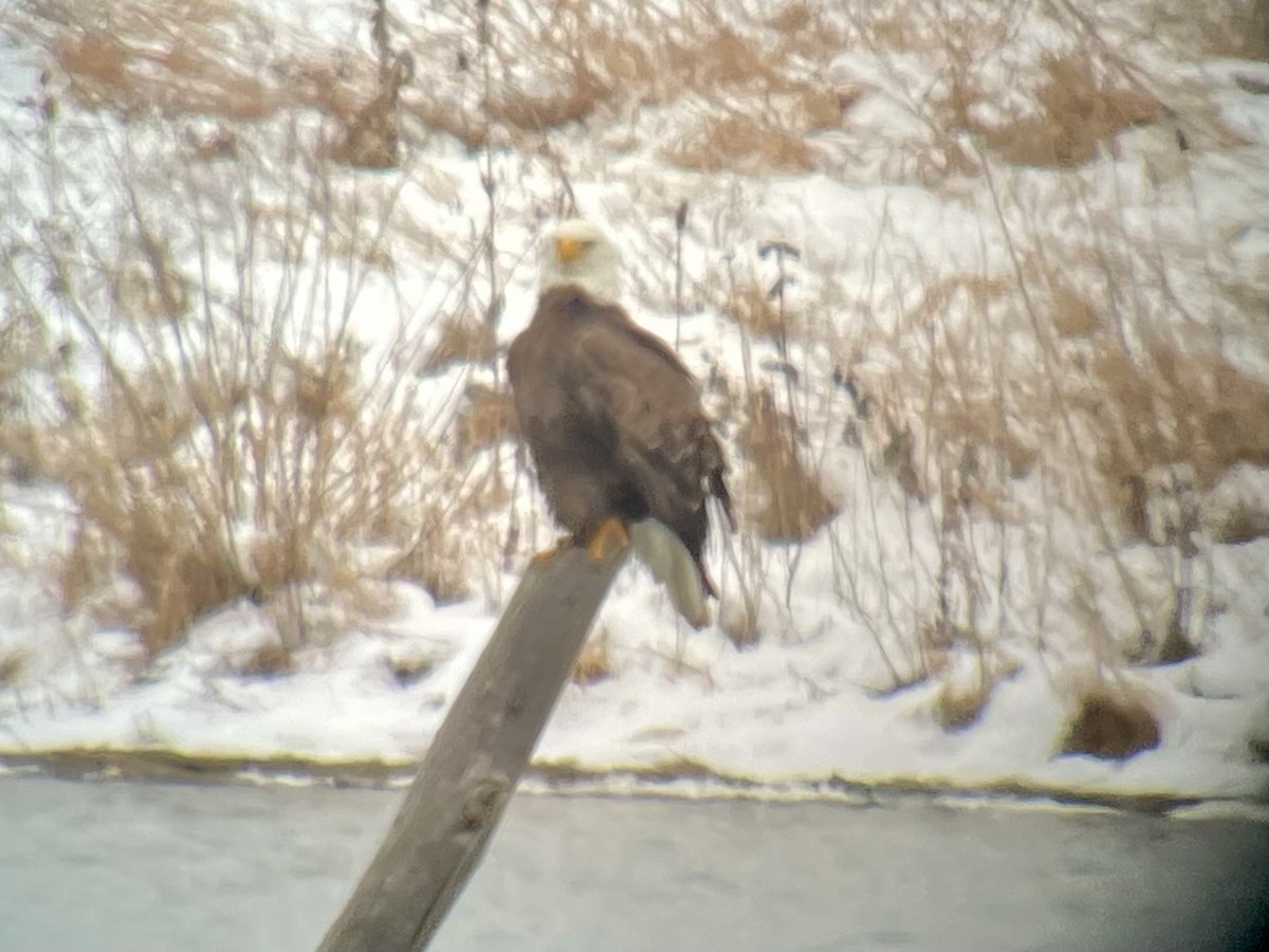 Bald Eagle - ML646752136