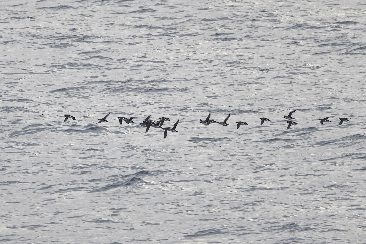 Толстоклювая кайра - ML646752137