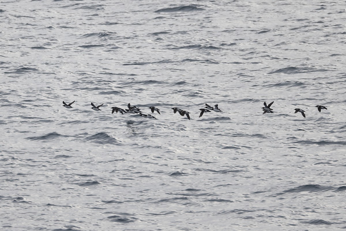 Толстоклювая кайра - ML646752138