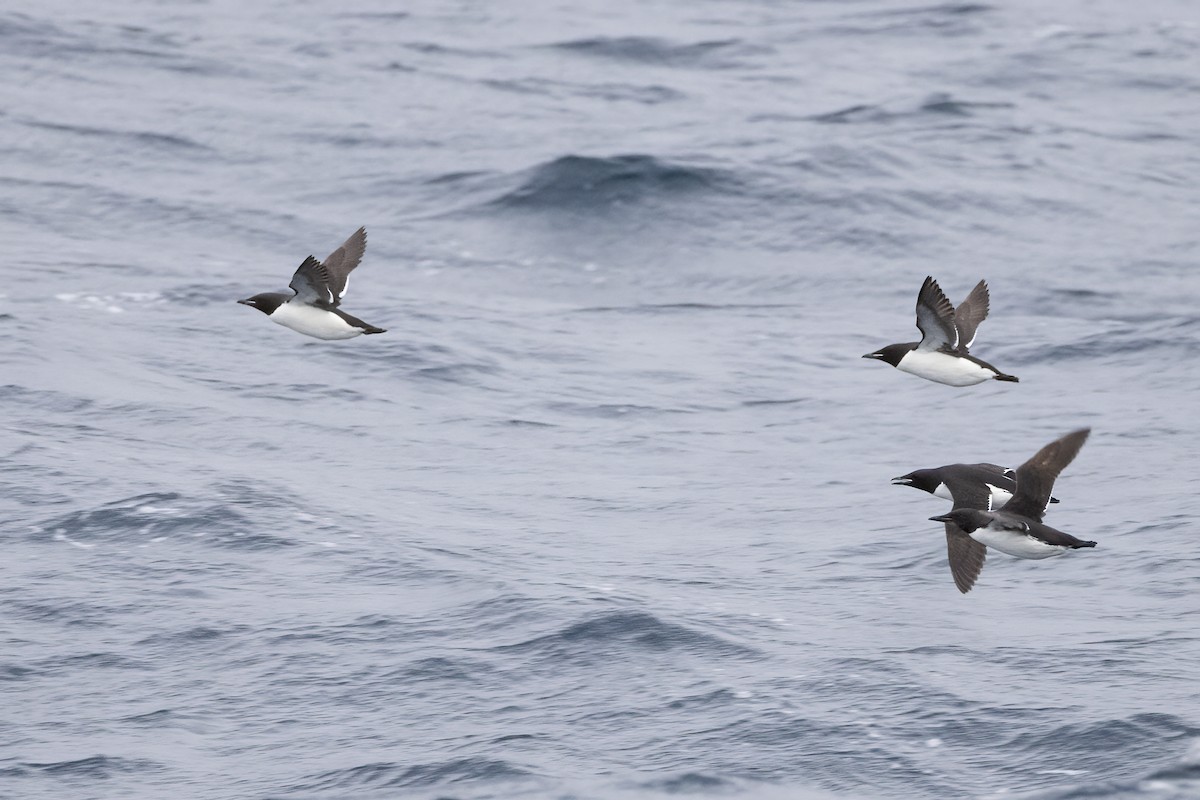 Толстоклювая кайра - ML646752139