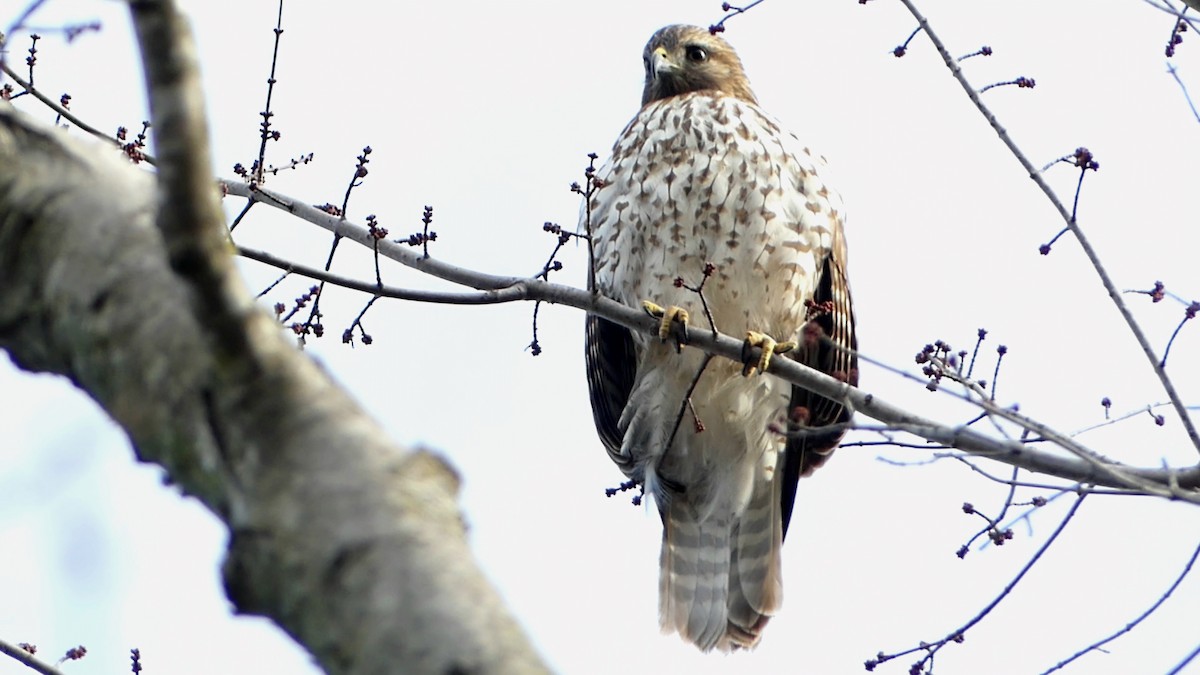 Red-shouldered Hawk - ML646752140