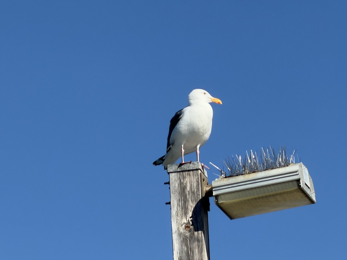 Western Gull - ML646752146