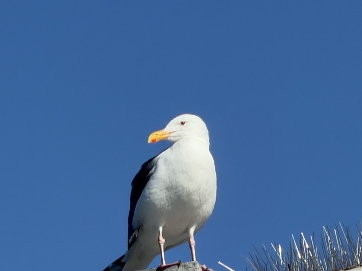 Western Gull - ML646752147