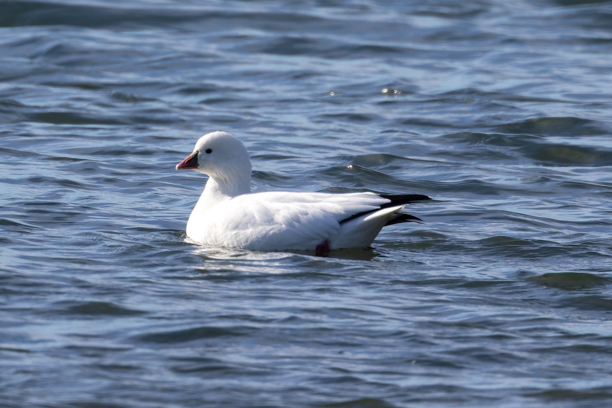 Ross's Goose - ML646752148