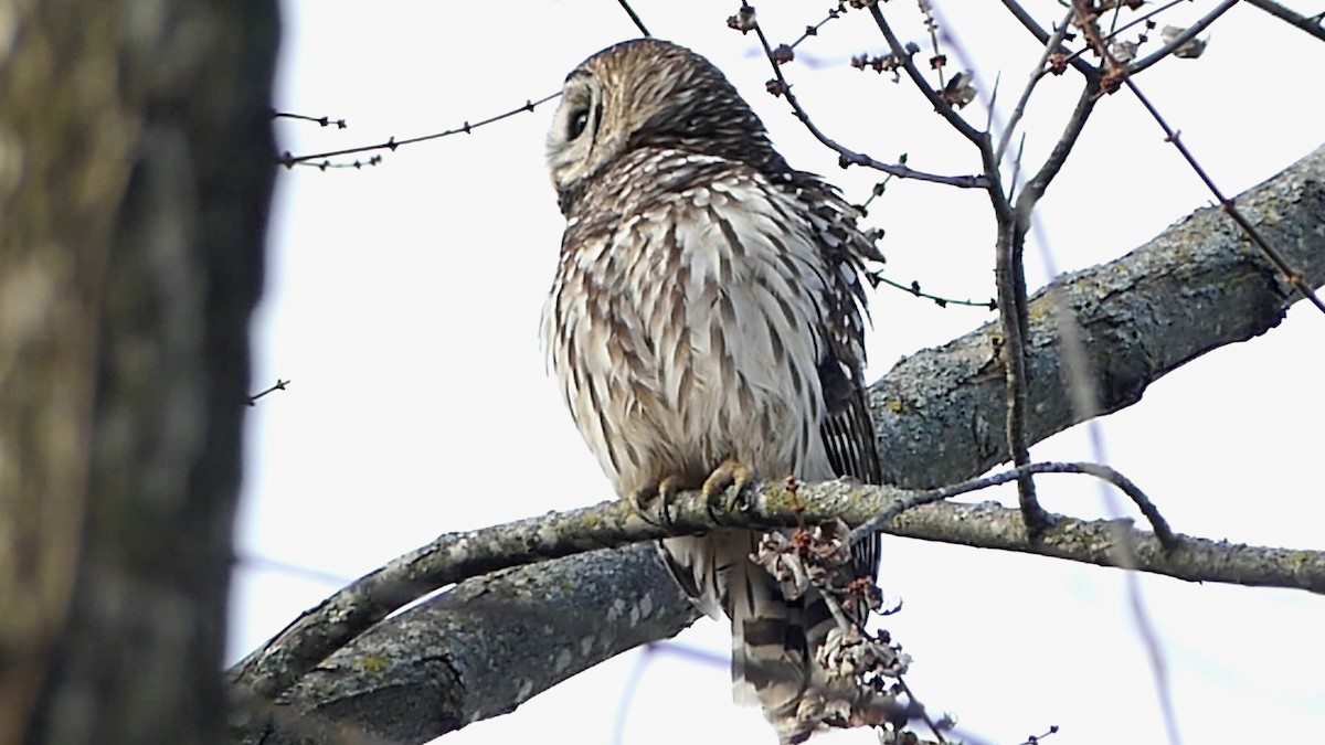 Barred Owl - ML646752153