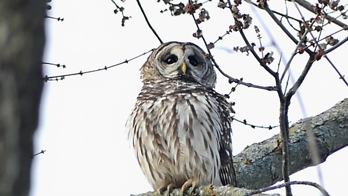 Barred Owl - ML646752154