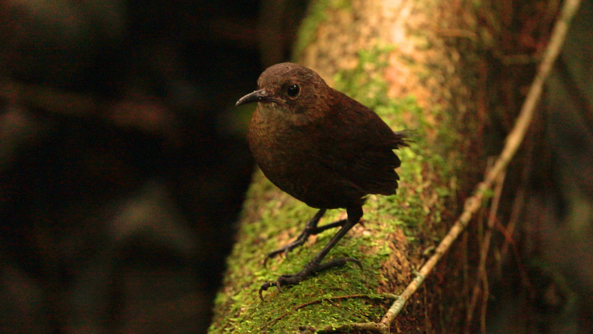 Cucarachero de Nava - ML646752155