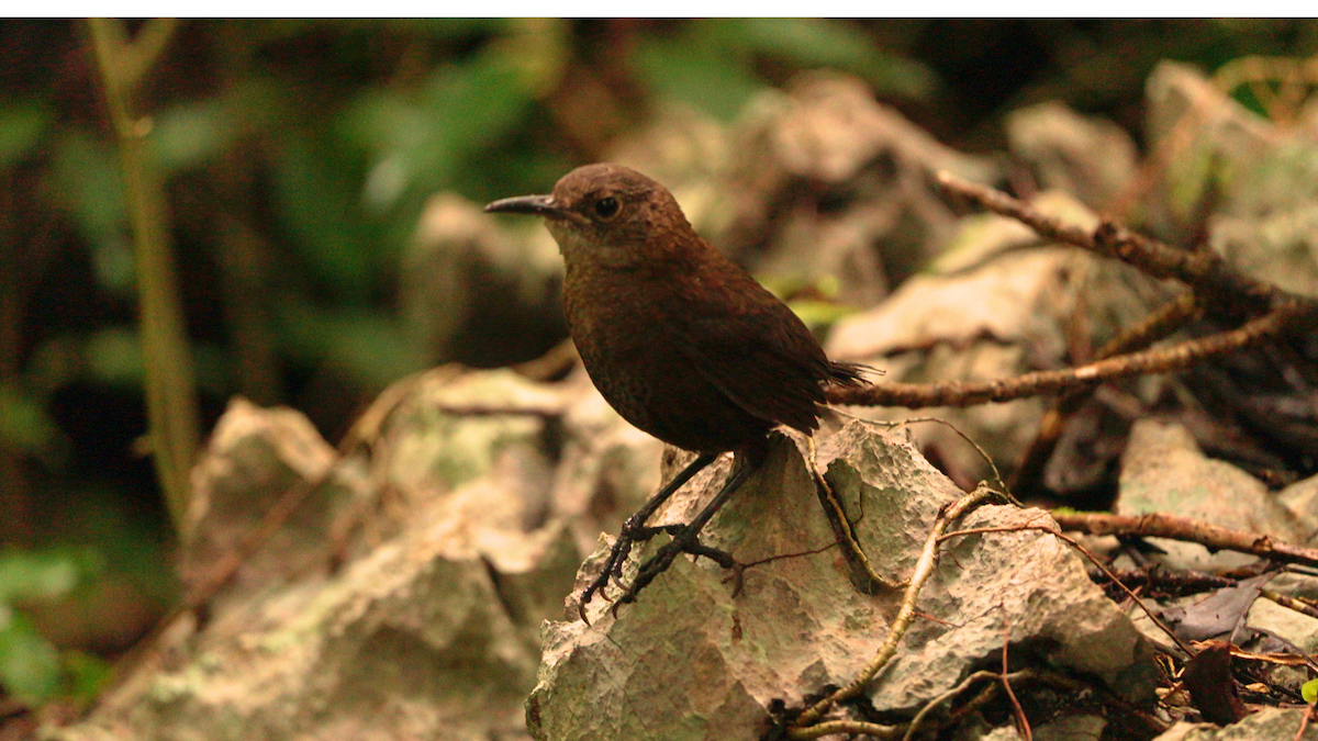 střízlík chiapaský - ML646752156