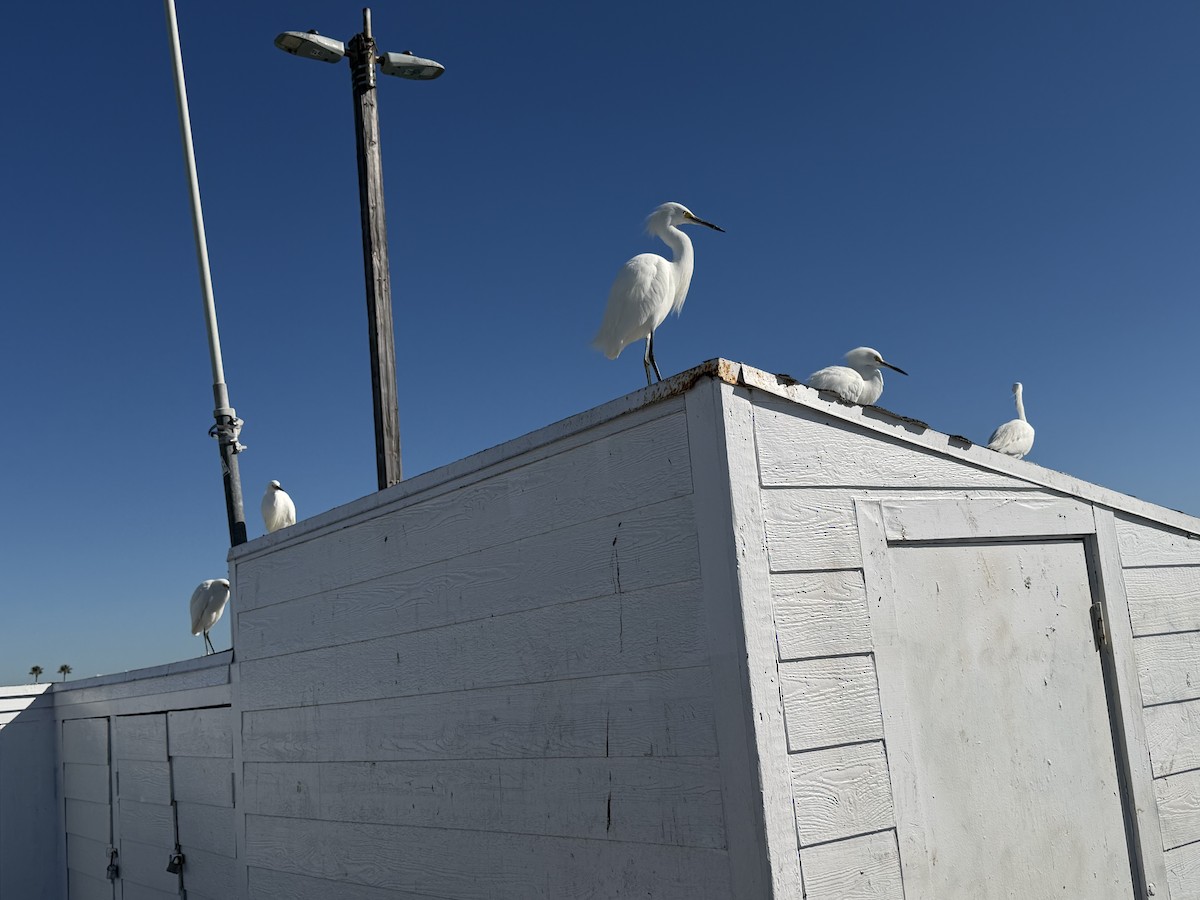 Snowy Egret - ML646752157