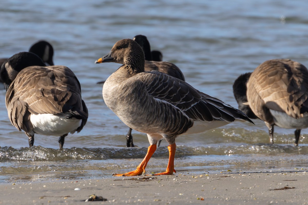 Tundra Bean-Goose - ML646752163