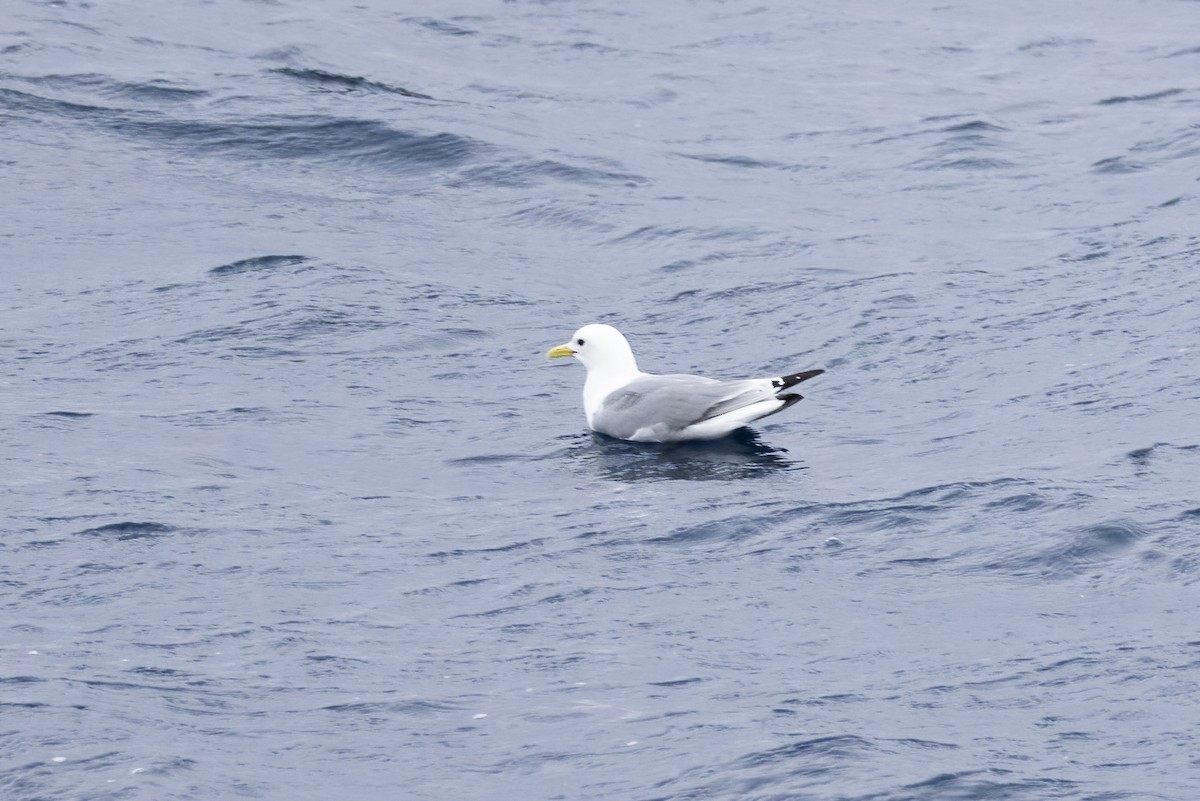 Black-legged Kittiwake (Atlantic) - ML646752165