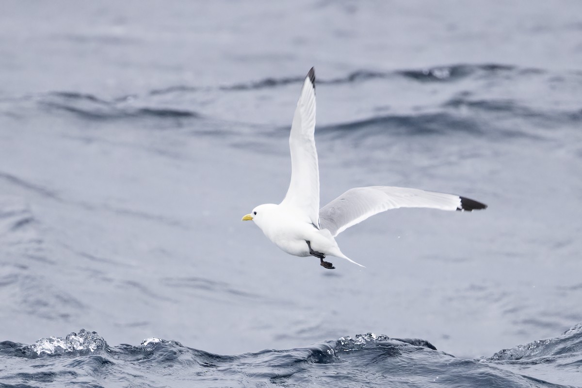 Black-legged Kittiwake (Atlantic) - ML646752166