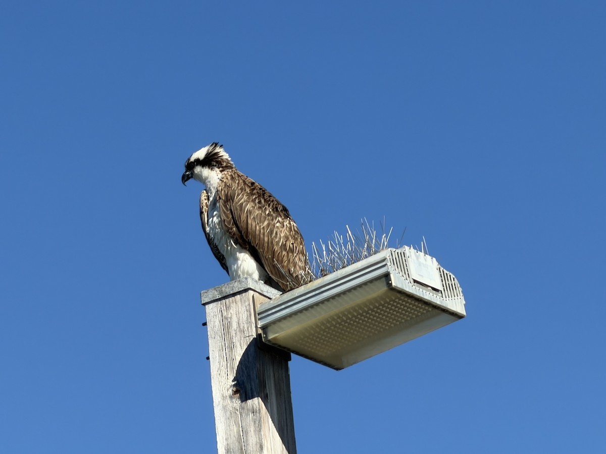 Загасч явлаг - ML646752167