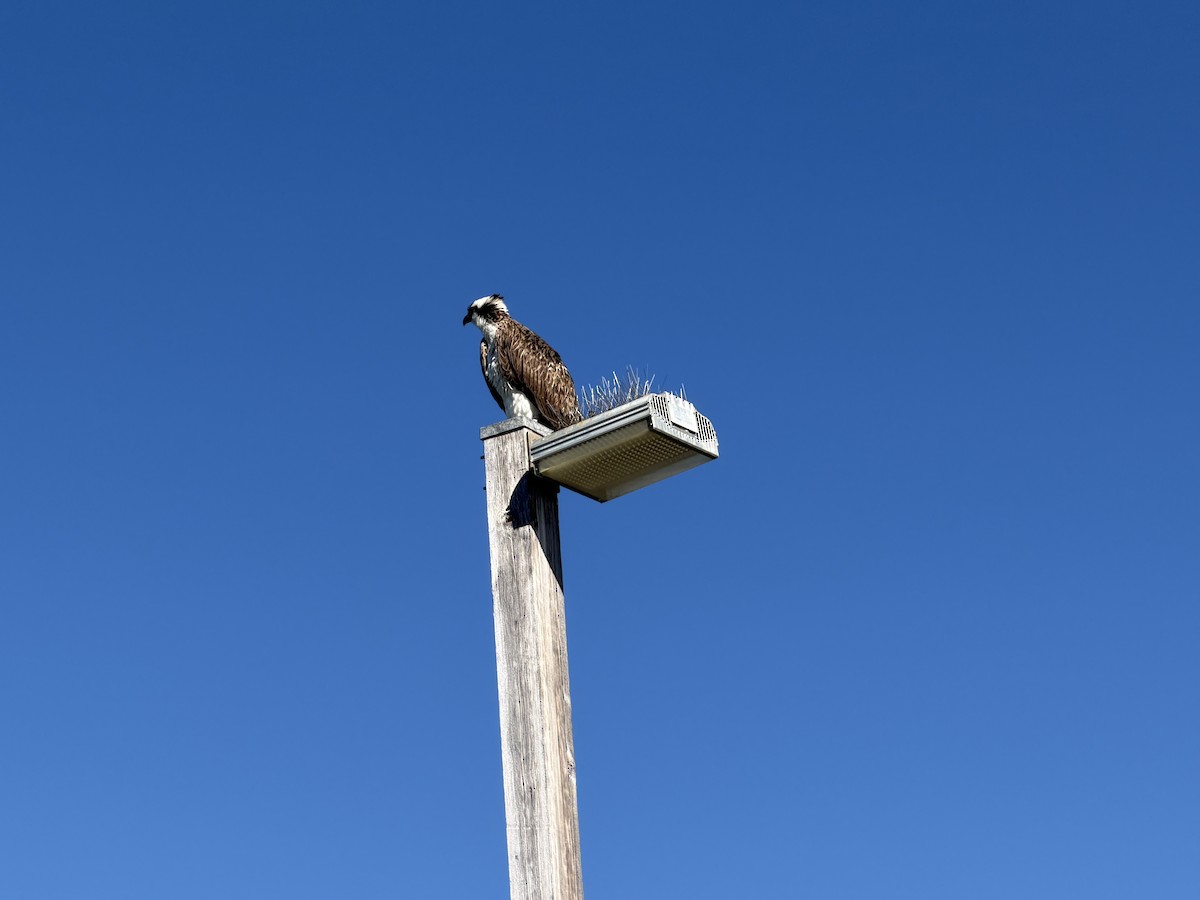 Загасч явлаг - ML646752168