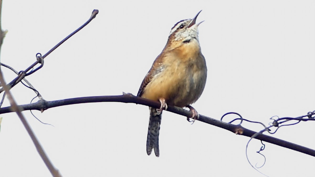 Carolina Wren - ML646752169