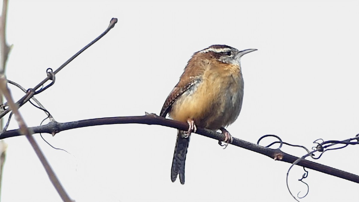 Carolina Wren - ML646752170