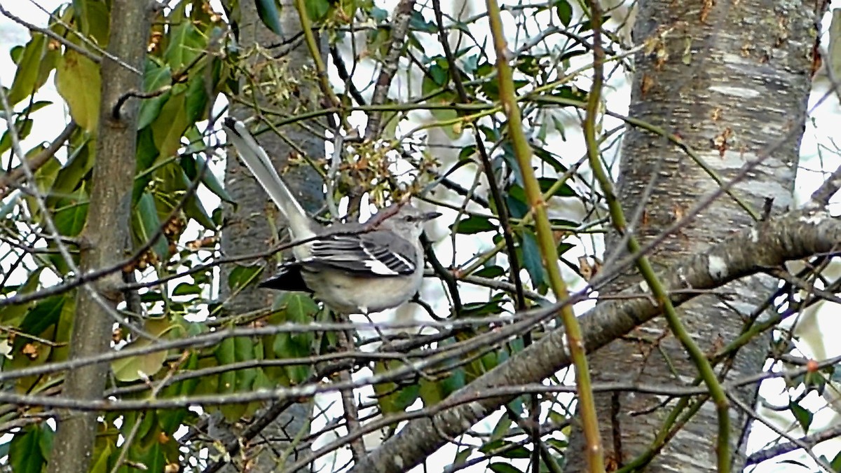 Northern Mockingbird - ML646752178