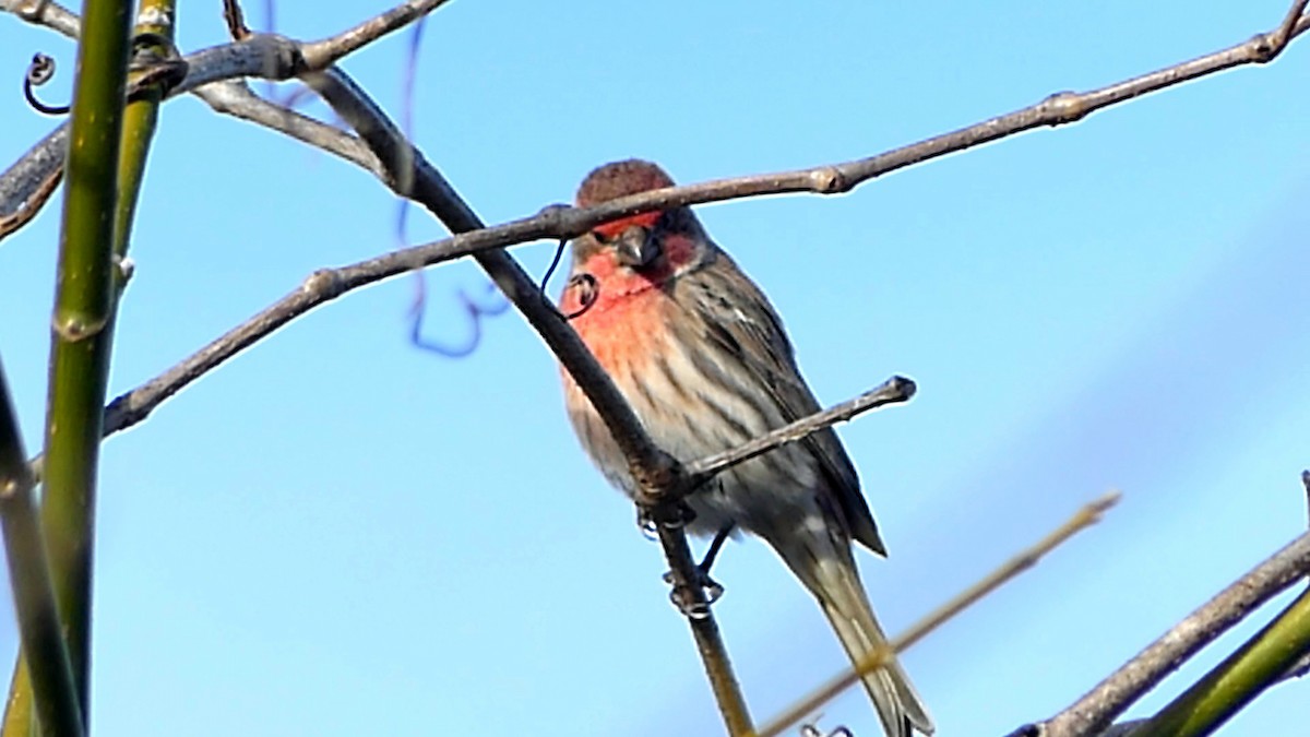 House Finch - ML646752181
