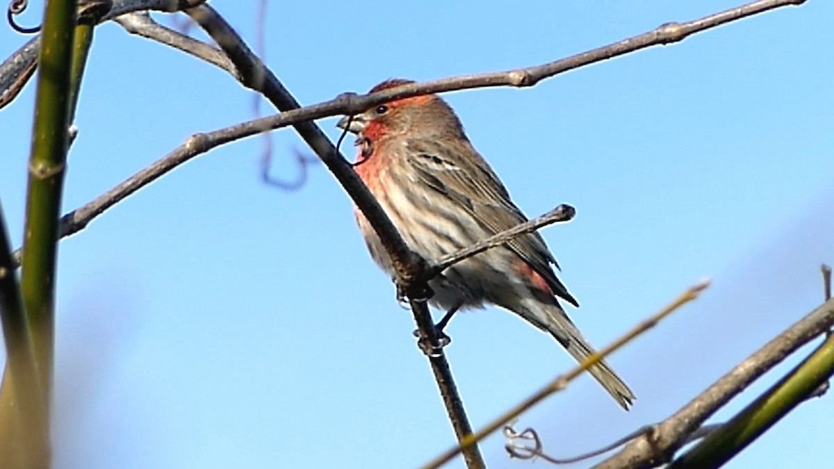 House Finch - ML646752182