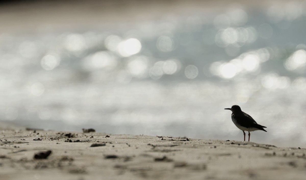 アメリカイソシギ - ML646752183