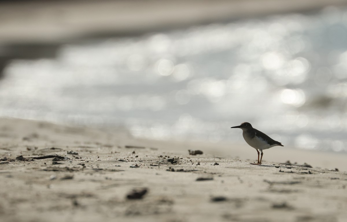 アメリカイソシギ - ML646752184